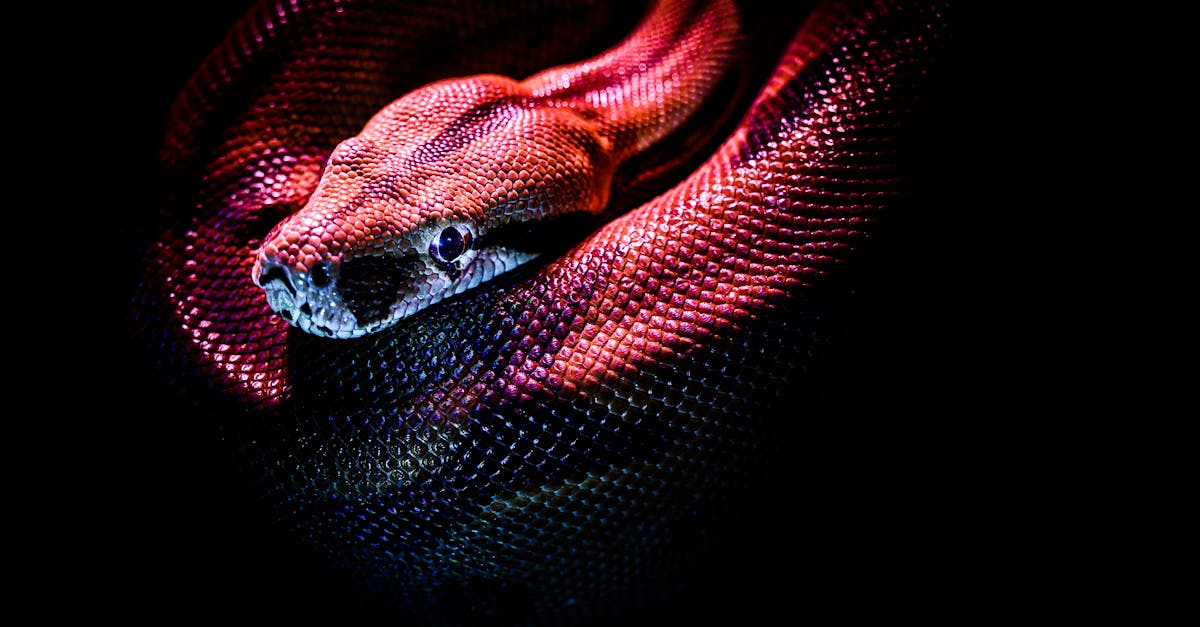 python-vs-python-3